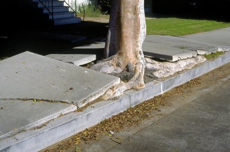 Root Repair Cleveland GA